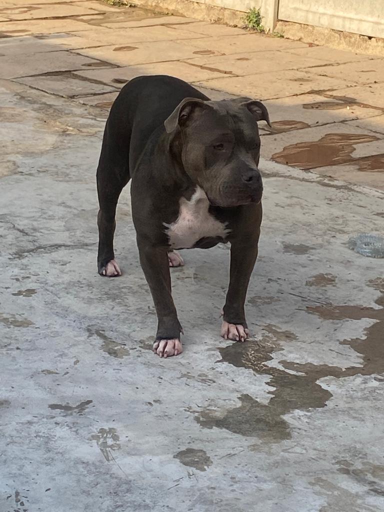 American XL Bully Female